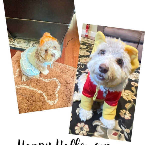 aussiepoo